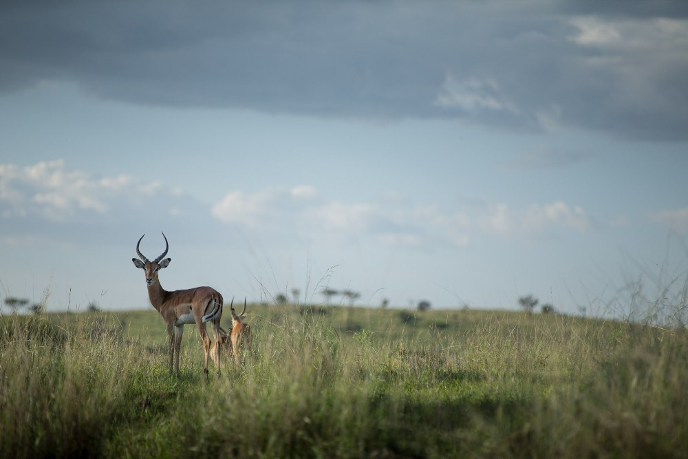 Sabora Tented Camp