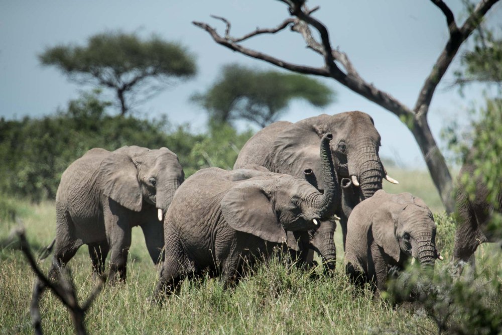 Sabora Tented Camp