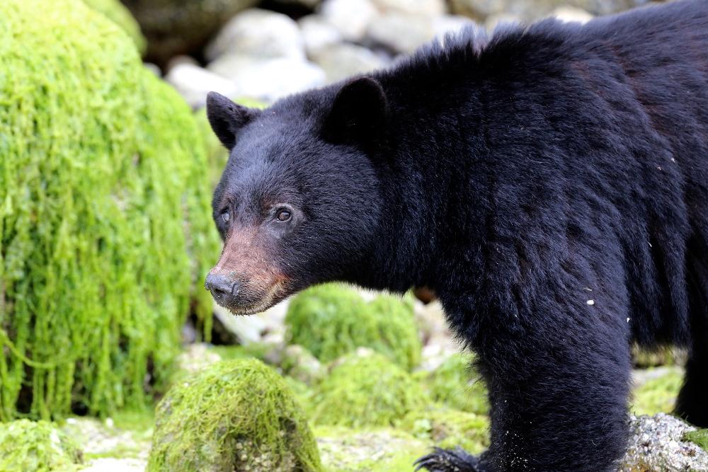 Clayoquot Wilderness Resort