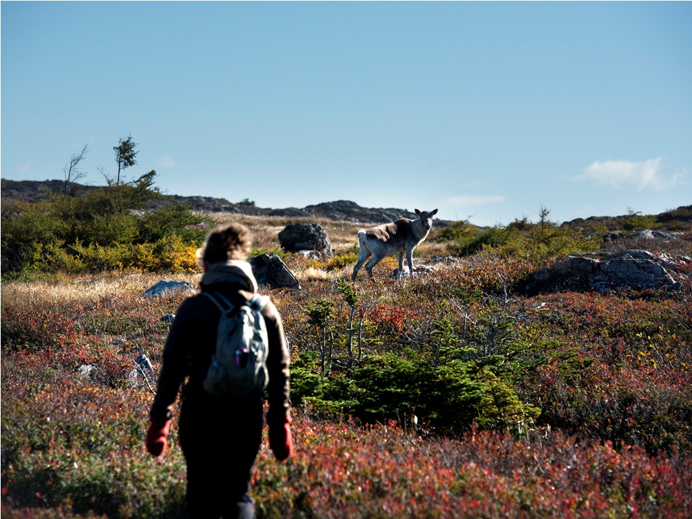 Fogo Island Inn